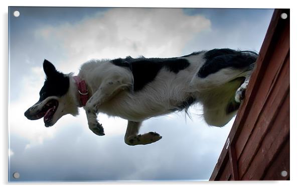 Tara Jumping fence Acrylic by Keith Thorburn EFIAP/b